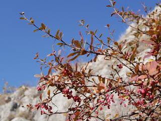 Large ripe red-maroon barberry berries on a shrub branch against the background of mountains on a clear autumn day. Harvest of delicious berries with a high content of vitamins and trace elements.
