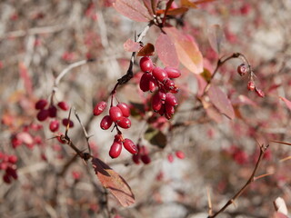 Large ripe red-maroon barberry berries hang on a branch of a shrub with red-green leaves and thorns on a clear autumn day. Harvest of delicious berries with a high content of vitamins and trace elemen
