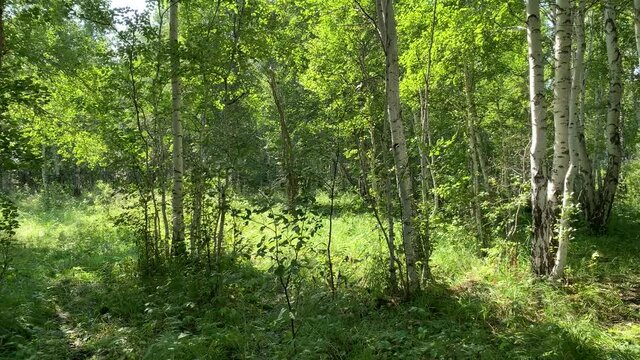 4K A beautiful thick green birch forest. Summer landscape