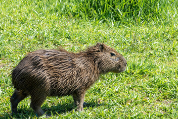 Capivara comendo grama próxima ao rio Pinheiros em São Paulo