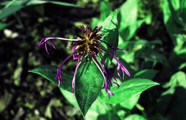 Flowers nature of Europe