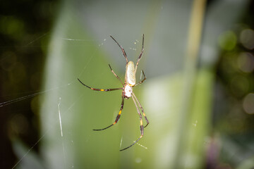 Aranha tecendo a teia