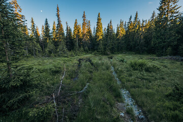 A tree in a forest