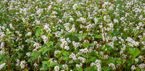 Beautiful white flowers of buckwheat and grain.they bloom in the summer in the field