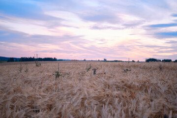 Ripe ears of wheat oats on a ripe meadow illuminated by the sun evening sky sunset