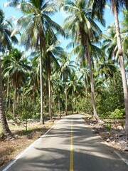 Obraz premium Tolle schmale Strasse in Asien von Palmen gesäumt und blauer Himmel