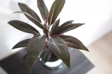 close up photography of cordyline fruticosa 'Tango