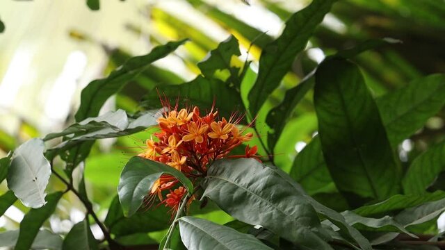 red and ywllow ixora flower
