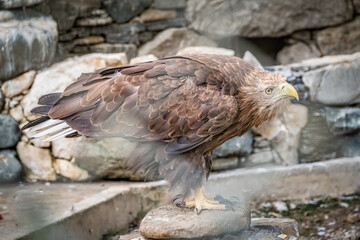The bird of prey, Steppe Eagle proudly sits in the aviary. Aquila nipalensis