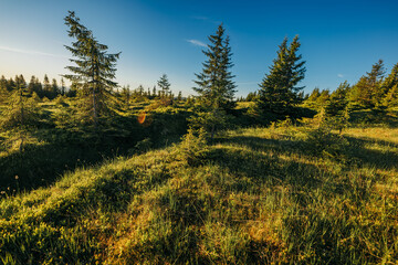 A field of grass with trees in the background