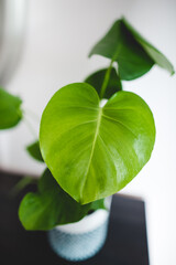 monstera deliciosa close up, leaf without holes  © Justyna