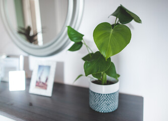 monstera deliciosa close up, leaf without holes 