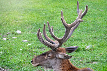 Red deer with big horns is resting on a green lawn.