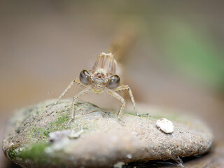Portrait einer Kleinlibelle (Zygoptera) oder Wasserjunfer. Sie gehören zu den Libellen.