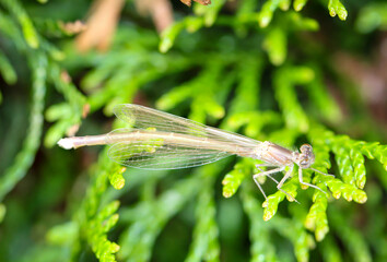 Portrait einer Kleinlibelle (Zygoptera) oder Wasserjunfer. Sie gehören zu den Libellen.