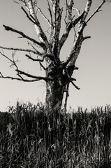 Dry lonely tree against the blue sky. Black and white photography.