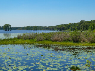 Lilly Pads in Lake with Brilliant Blue Sky