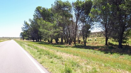 road in the forest