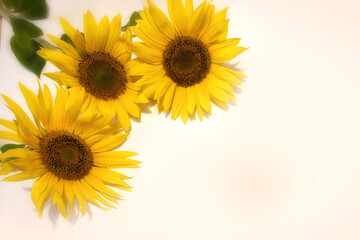 Three sunflower flowers on a white background. There is room for text.