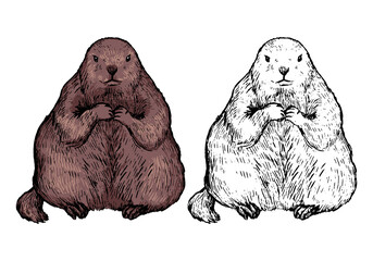 Realistic drawing of sitting groundhog. Ink sketch of marmot. Set of black contour and color element isolated on white. Hand drawn vector illustration in vintage style. For design, decor, print, card.
