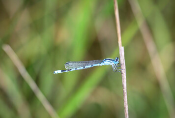 Portrait einer Kleinlibelle (Zygoptera) oder Wasserjunfer. Sie gehören zu den Libellen.