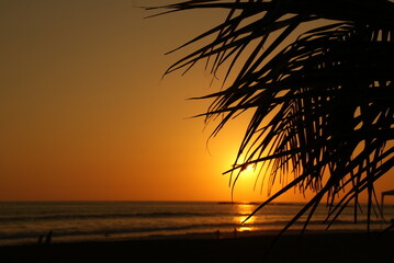 Sonnenuntergang am Meer mit Palme 