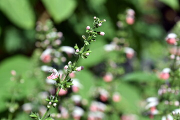 Nahaufnahme von blühendem Blutsalbei