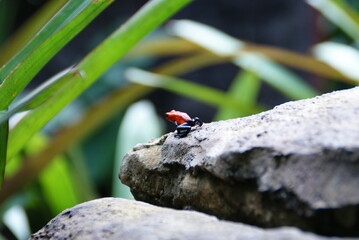 Kleiner roter Frosch in Costa Rica, Frosch sitzt auf Stein