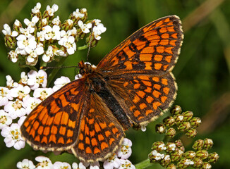 farfalla (Melitaea briomartis) su un'ombrelletta