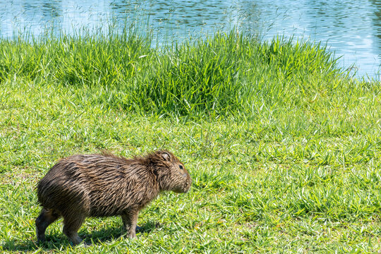 Capivara comendo grama pr&oacute;xima ao rio Pinheiros em S&atilde;o Paulo
