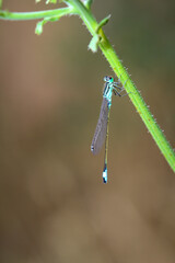 Portrait einer Kleinlibelle (Zygoptera) oder Wasserjunfer. Sie gehören zu den Libellen.