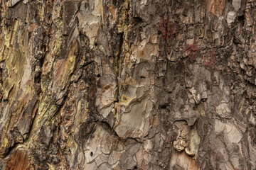 The relief texture of the brown bark of the tree in outgrowths and cracks close-up as a background. The bark of the tree is brown. Creative vintage background. Detail Shot Of Tree Trunk. Pinewood