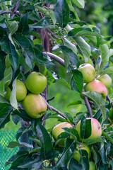 Green organic orchards with rows of apple trees with ripening fruits in summer