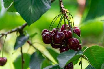 Big dark ripe cherries on cherry trees plantation in Netherland