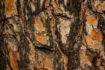 The relief texture of the brown bark of the tree in outgrowths and cracks close-up as a background. The bark of the tree is brown. Creative vintage background. Detail Shot Of Tree Trunk. Pinewood