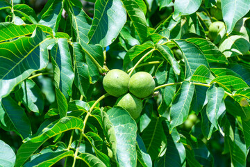 Walnut tree with big unripe nuts in green shell