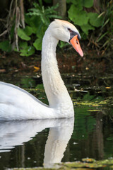 Ein Portrait eines schönen weißen Höckerschwan im Wasser