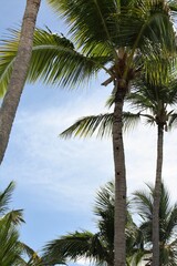 Fototapeta premium coconut palm trees