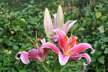 Pink lily in the garden. Lilium Mero Star.