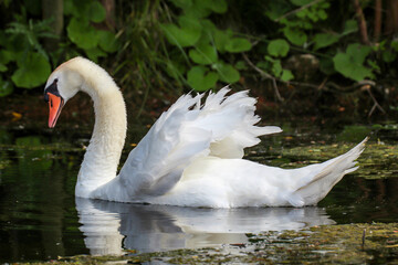 Ein Portrait eines schönen weißen Höckerschwan im Wasser