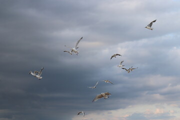 seagulls on the stormy weather