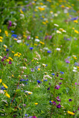 Colorful blossom of wild flowers on summer meadows, organic honey production