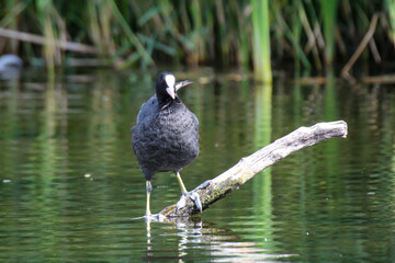 Aufnahme eines Blässhuhn im Teich. Blässhühner gehören zu den Teichrallen.