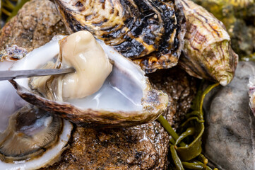 Fresh pacific or japanese oysters molluscs shucked on stone with kelp seaweed background ready to eat