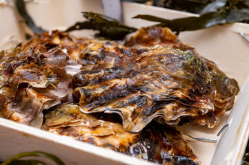 Fresh zeeuwse creuse pacific or japanese oysters molluscs on fish market in Netherlands