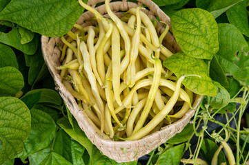 New harvest of organic yellow long wax beans