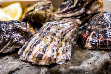 Fresh pacific or japanese oysters molluscs on stone with kelp seaweed background