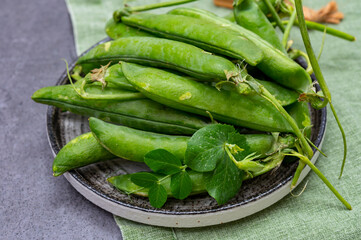 New harvest of ripe green peas legumes