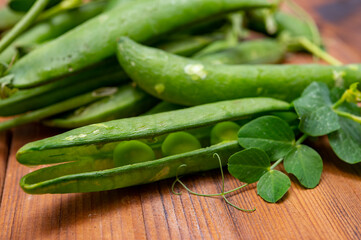 New harvest of ripe green peas legumes