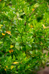Botanical collection of medicinal plants and herbs, Myrtus communis or true myrtle plant used in...